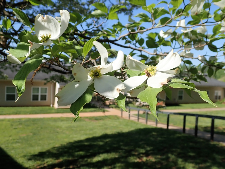 Wesley Apartments white petals on tree